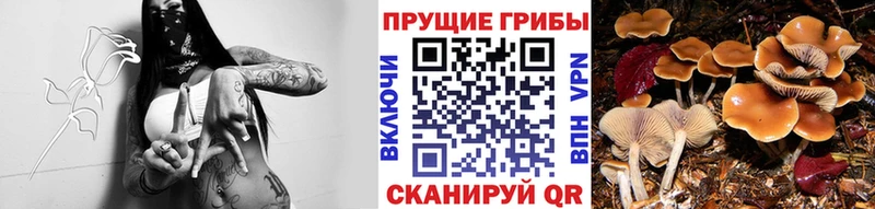 Псилоцибиновые грибы Psilocybe  магазин  наркотиков  Ржев 